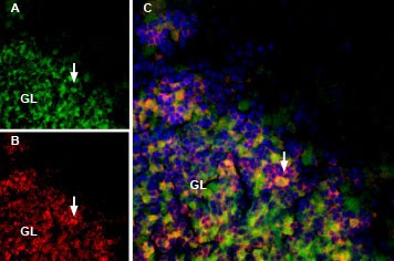 膜蛋白研究新工具：荧光标记毒素解锁精确定位