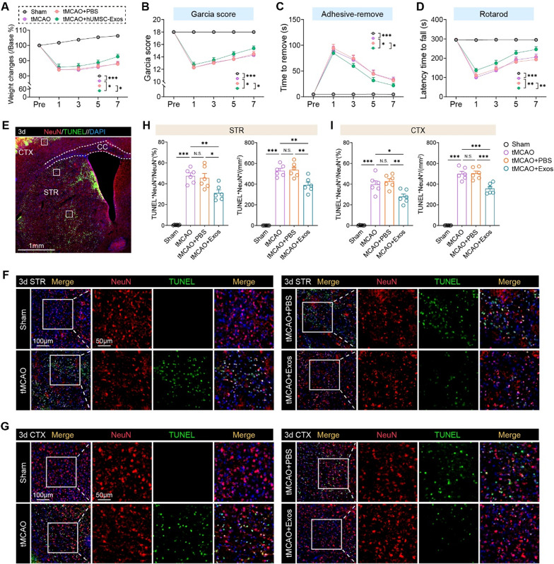 TUNEL染色 TUNEL染色
