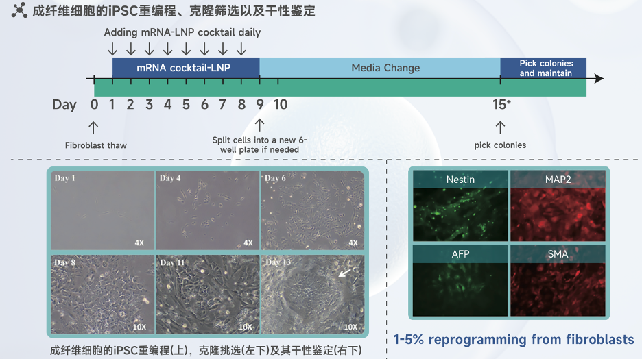 iPSC重编程的「零风险」时代