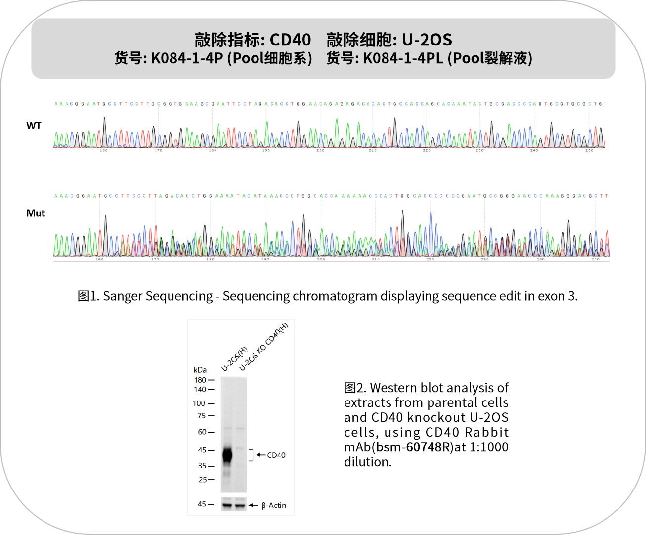 新品速递 | 优质 KO 细胞系及裂解液：基因功能研究的神兵利器