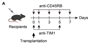 双抗体阻断CD45RB+TIM-1实现长期存活率，彻底告别免疫抑制剂