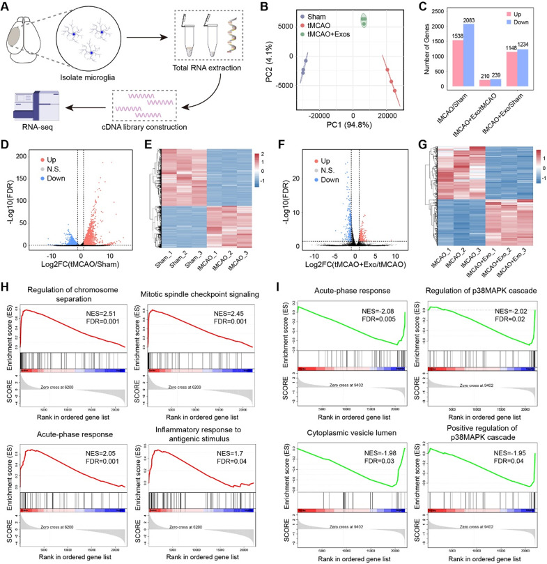 转录组测序 转录组测序