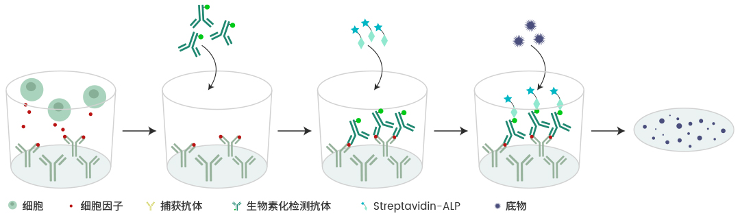 小斑点大学问：预包被ELISpot精准捕捉每一个细胞信号，助你在疫苗和CGT领域大展身手