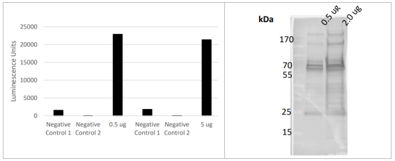 LifeSensors-SENP6core抗体促销开启，科研采购更省心省力！