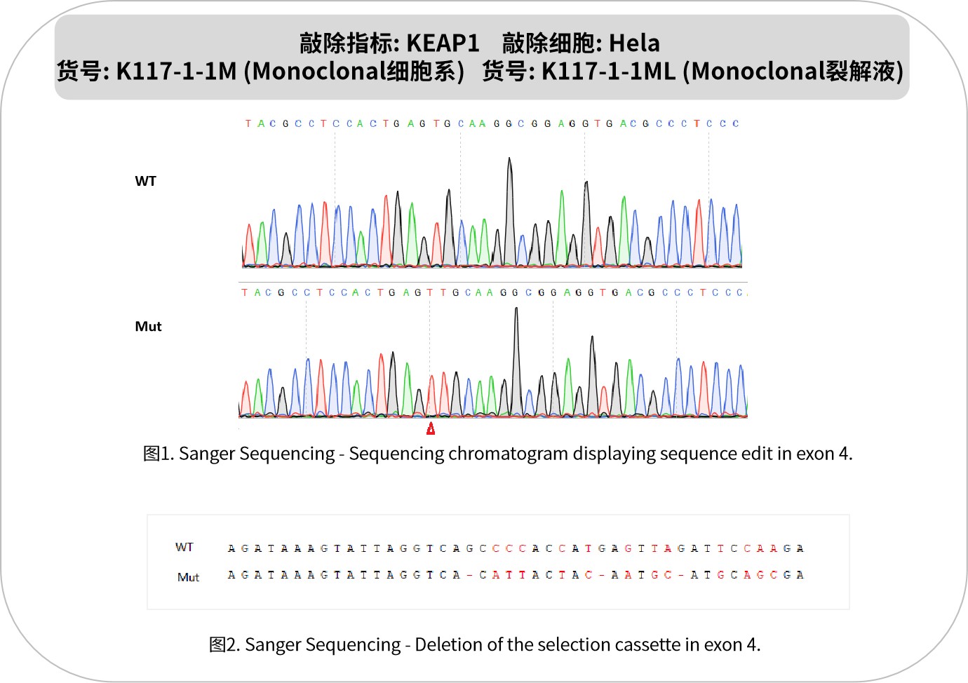 新品速递 | 优质 KO 细胞系及裂解液：基因功能研究的神兵利器