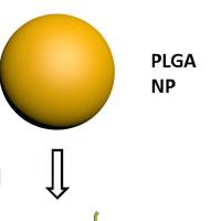聚乳酸-羟基乙酸共聚物纳米粒包载拉莫三嗪 PLGA NPs@LTG