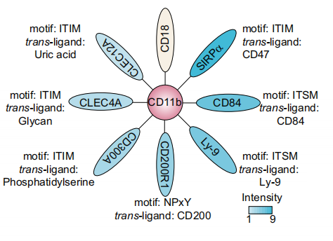 CD200靶向疗法：破解肿瘤"别吃我"信号，毒性低于CD47的免疫治疗新突破
