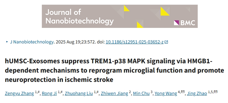 IF：12.6+，hUMSC-Exos打通“鼻脑通路”，多组学+体内外验证锁定HMGB1-TREM1-p38轴，这缺血性中风外泌体机制太硬核了！