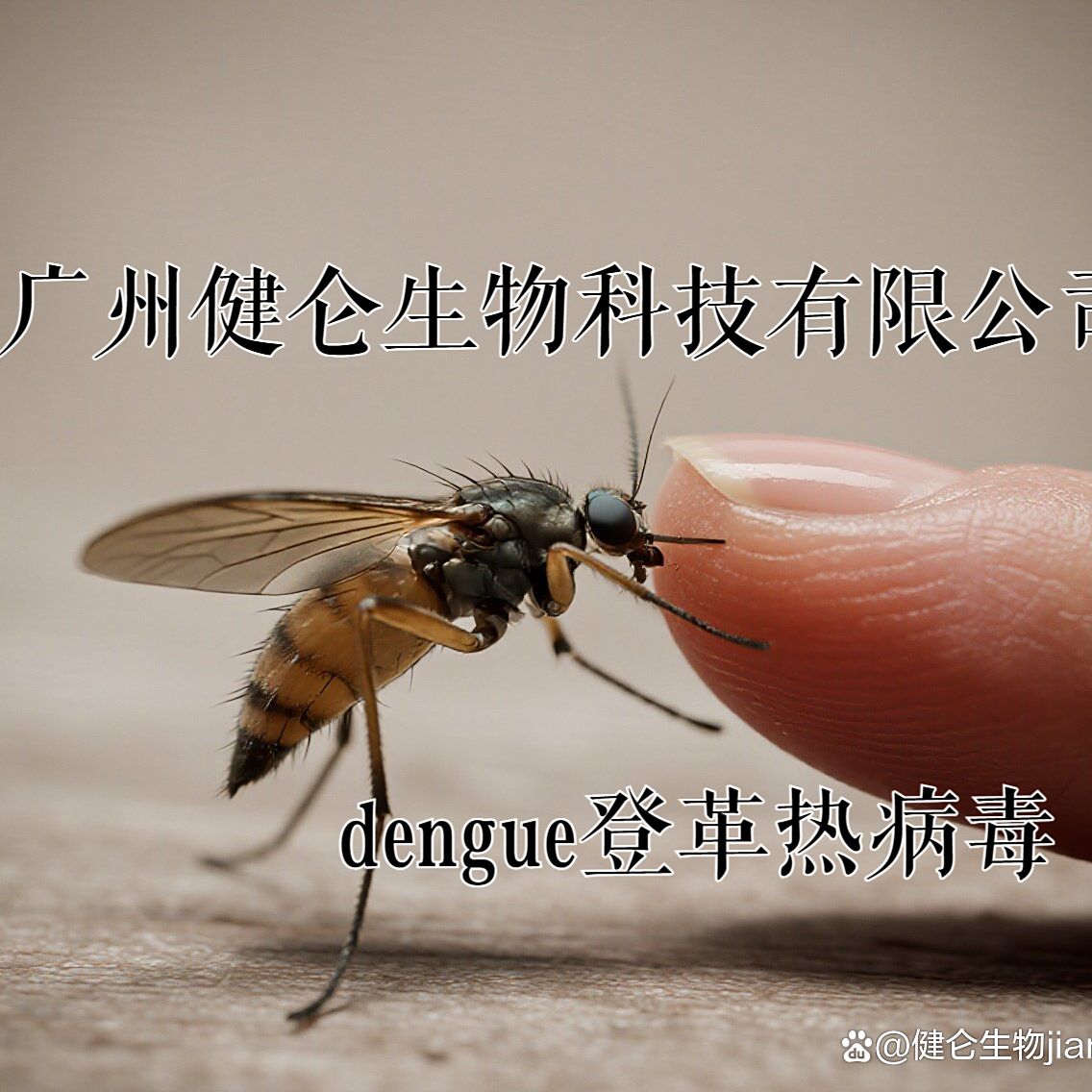 DENGUE登革热病毒IgG抗体检测试剂盒(酶联免疫法)