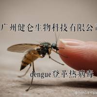 DENGUE登革热病毒IgG抗体检测试剂盒(酶联免疫法)
