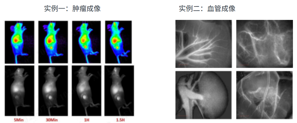 近红外 AIE1010 荧光纳米颗粒