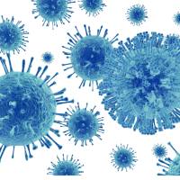 报告基因NeonGreen-teLuc慢病毒