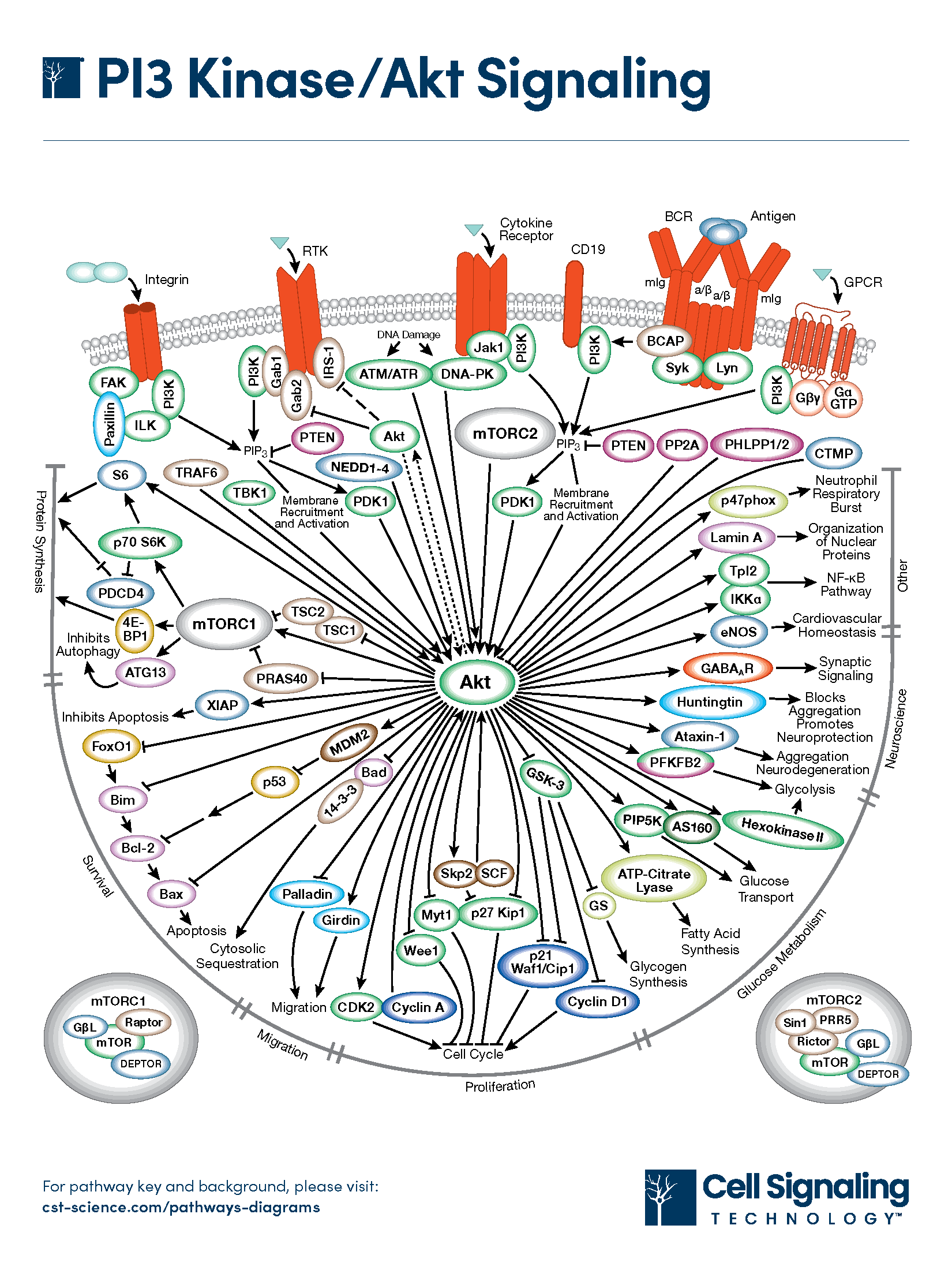 PI3K/AKT信号通路全解析：核心分子、上游激活与下游效应分子-公司新闻-上海优宁维生物科技股份有限公司