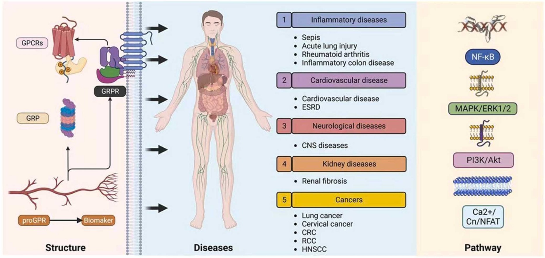 GRPR（BB2）：精准诊疗的抗癌药物靶点