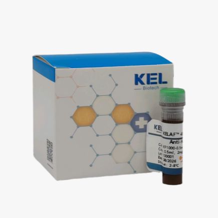 KELAF™ 488 AffiniPure Goat Anti-Human IgG (H+L)