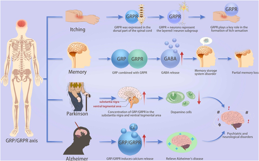 GRPR(BB2):精准诊疗的抗癌药物靶点