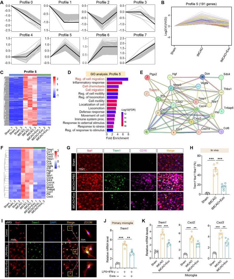外泌体染色 外泌体染色