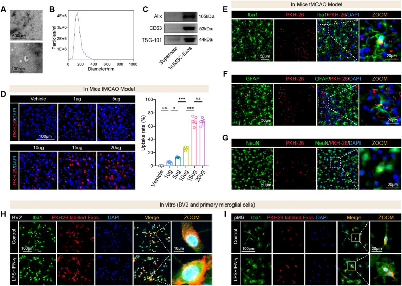 细胞摄取 细胞摄取