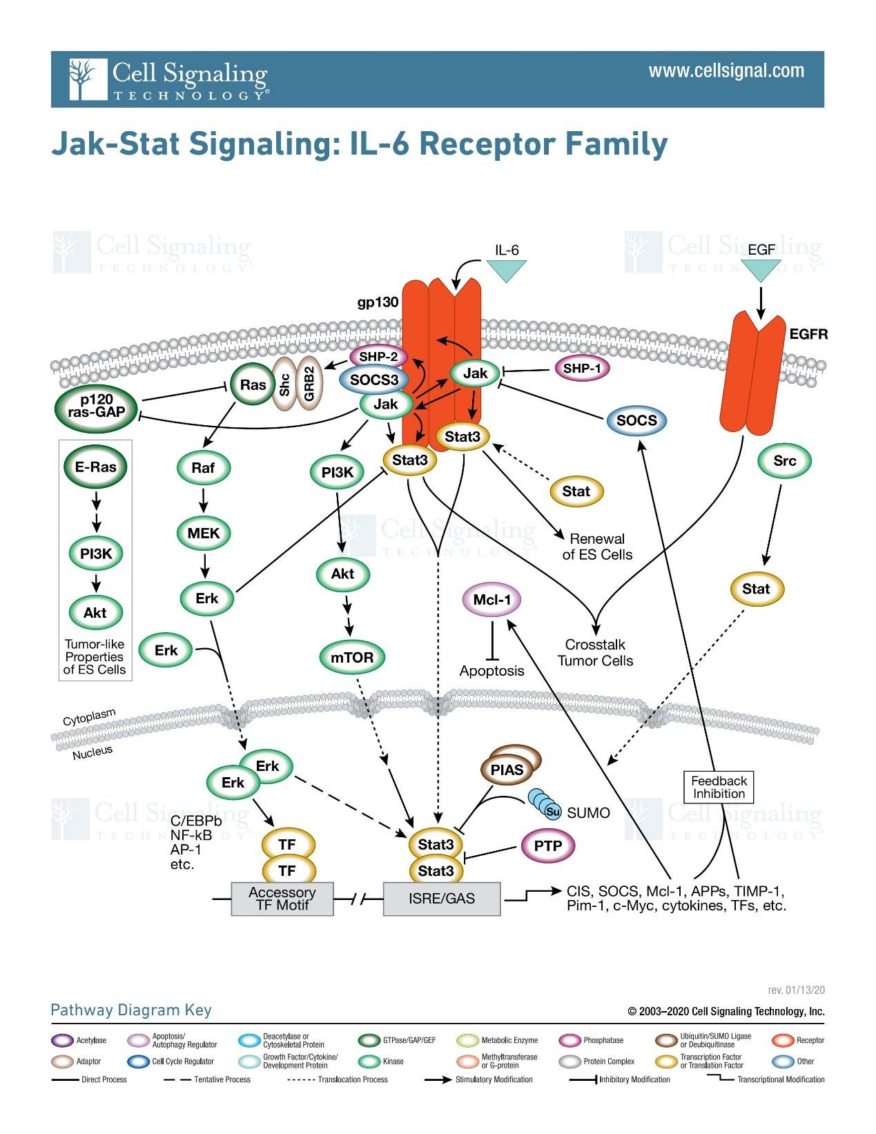 JAK/STAT信号通路全解析：核心分子、激活与负调控