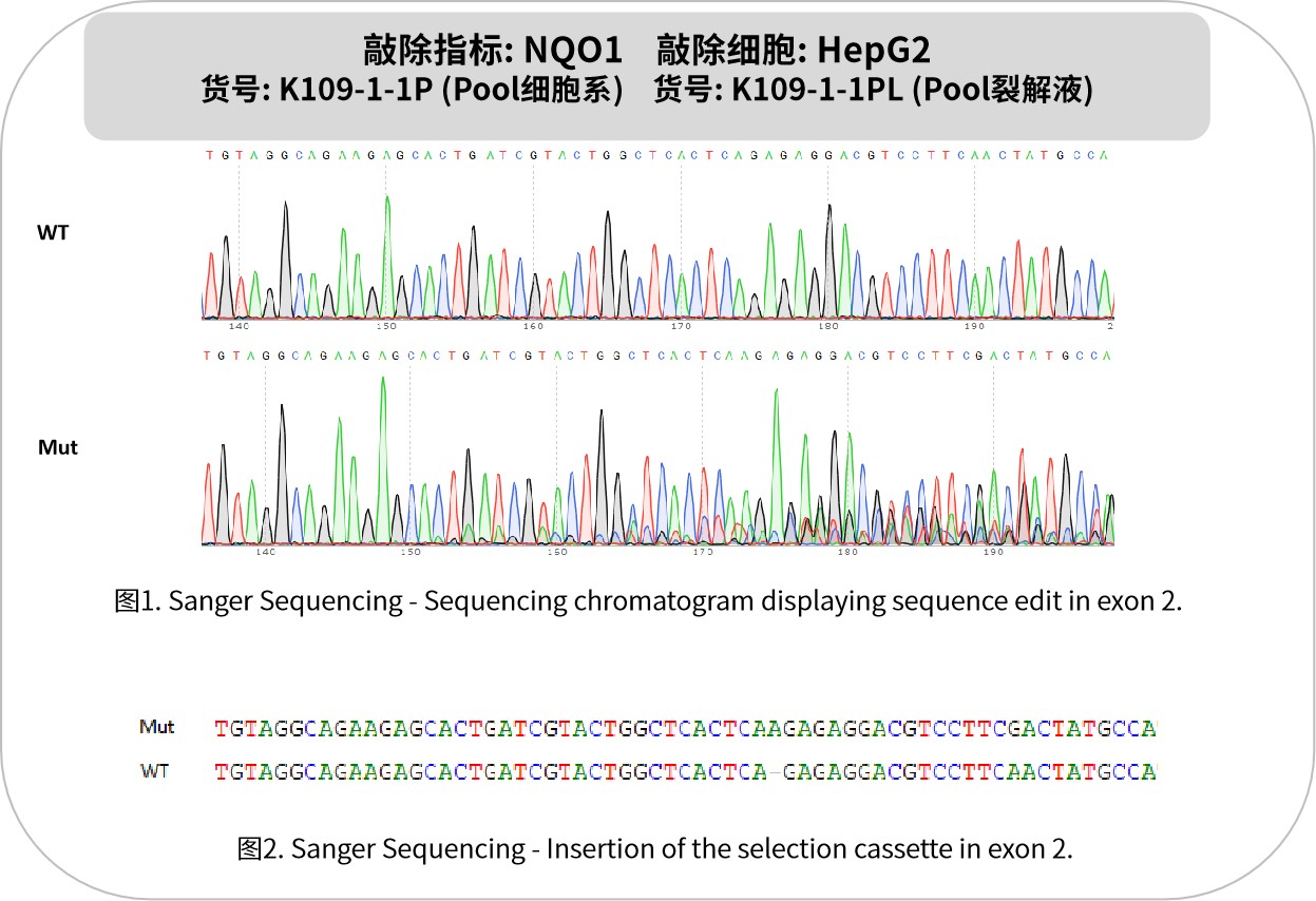 新品速递 | 优质 KO 细胞系及裂解液：基因功能研究的神兵利器