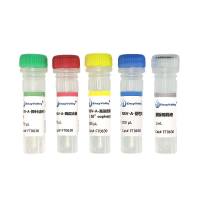 呼吸道合胞病毒 A 型探针法 RT-PCR 试剂盒