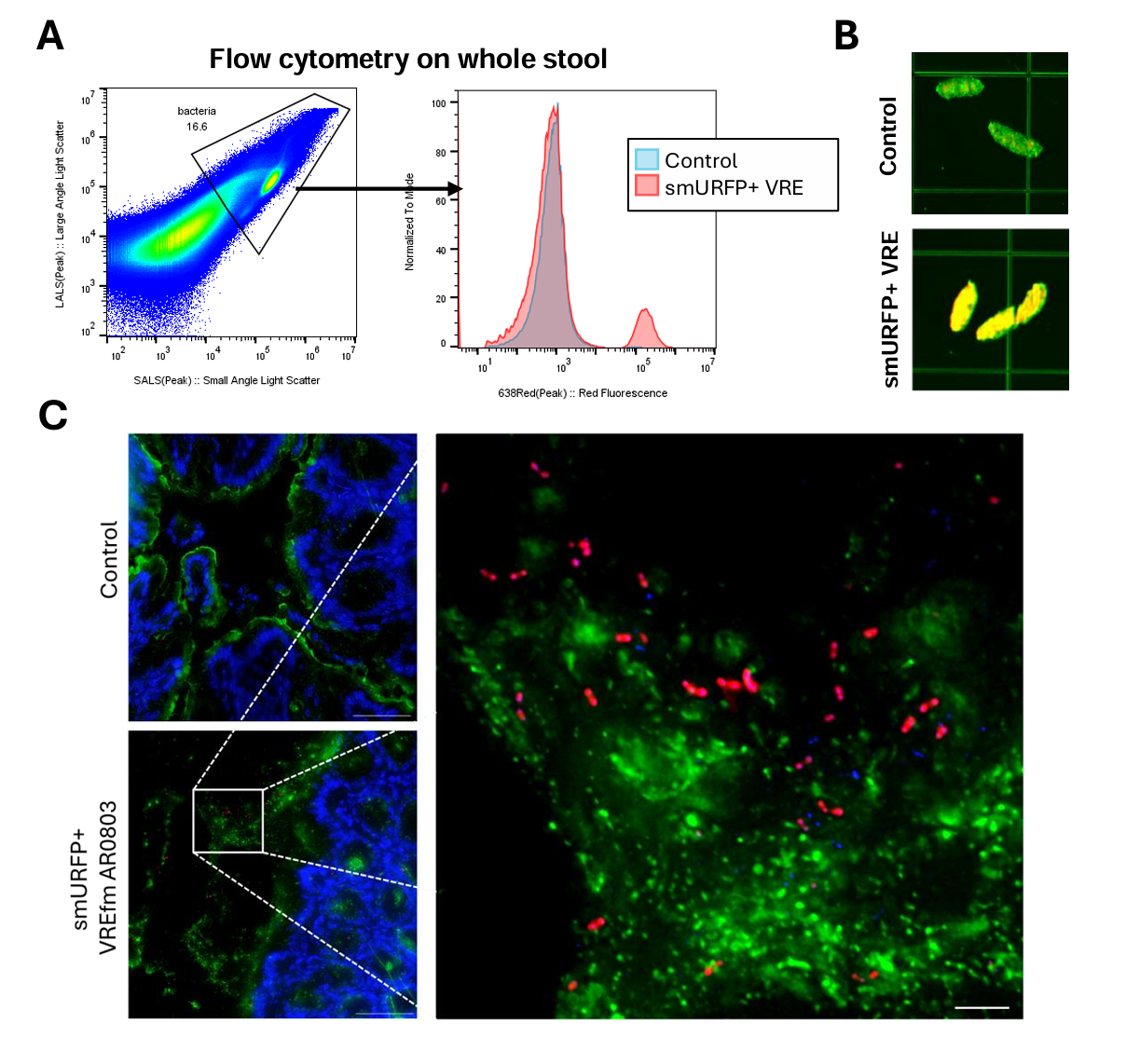 ApogeeFlow纳米流式仪文章分享,St Jude Children Hospital 科研团队发表名为 “In vivo Imaging and Tracking of VRE-microbiota Interactions via Anaerobic Fluorescent Reporters in Extremely Drug-resistant Bacteria” ....