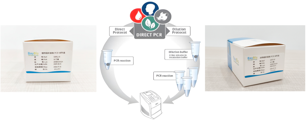 从“提取”到“直扩”的协同路径——广州湾区生物动/植物直扩PCR方案（DPTI-50/200；DPPL-25/50）