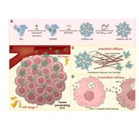 负载光热剂吲哚菁绿的人血清白蛋白纳米团簇被VA057热敏偶氮交联剂（Azo）和肿瘤靶向肽tLyP-1修饰 ICG@HSA-Azo-HP