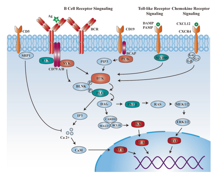 BTK-从肿瘤到自免的明星靶点