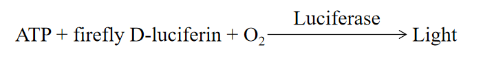 萤火虫荧光素酶