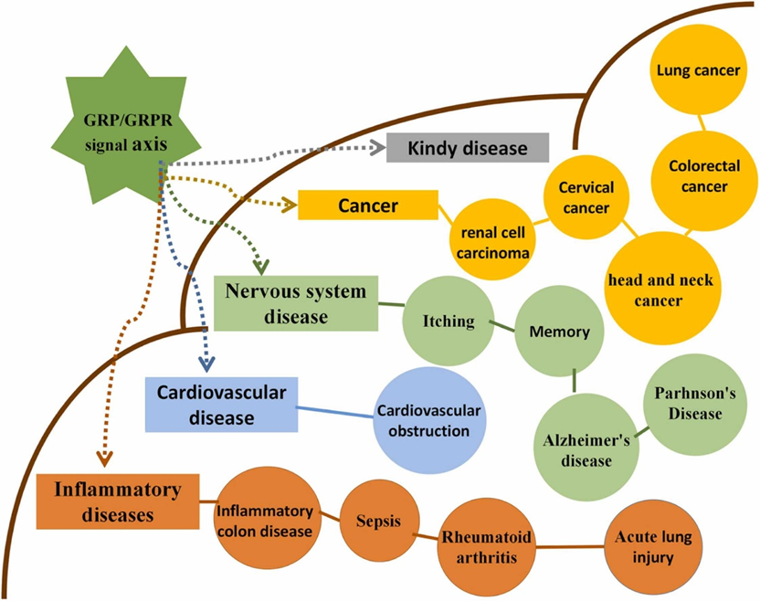 GRPR(BB2):精准诊疗的抗癌药物靶点