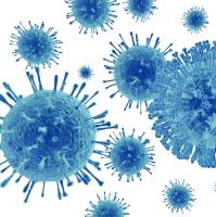 Lentivirus Transfer plasmid