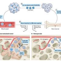 负载miR-132的聚乳酸-羟基乙酸共聚物纳米颗粒被小麦胚芽凝集素修饰 miR-132@PLGA NPs-WGA