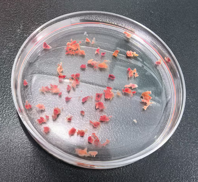 实验秘诀 | 百奥益康动物组织冻存液,实验结果更可靠