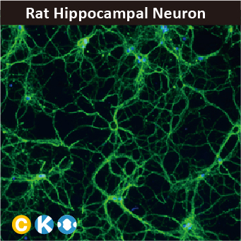 2025年末狂欢大放送，购买GeneTex抗体、京东礼品卡送给您