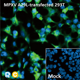 2025年末狂欢大放送，购买GeneTex抗体、京东礼品卡送给您