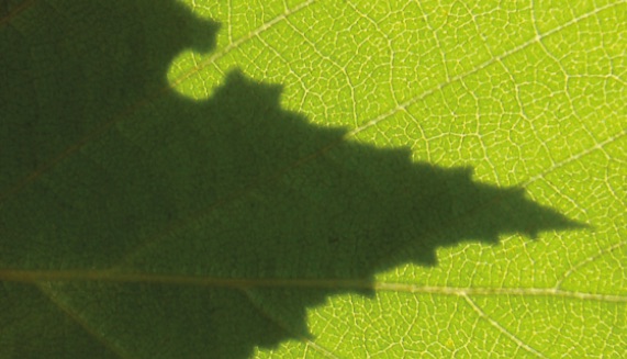 15% discount on all Photosynthesis antibodies