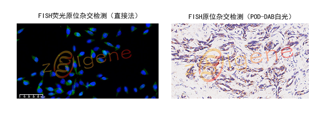 原位杂交试剂盒