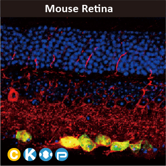2025年末狂欢大放送，购买GeneTex抗体、京东礼品卡送给您