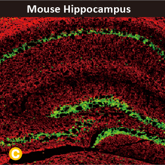 2025年末狂欢大放送，购买GeneTex抗体、京东礼品卡送给您