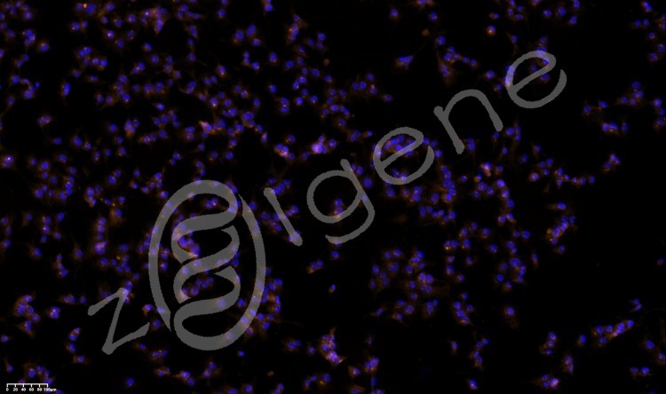 荧光显微镜拍照（载玻片）