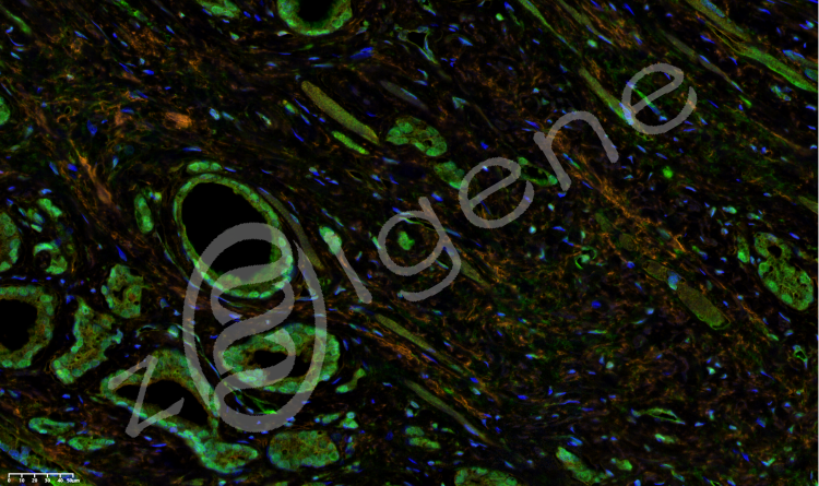 多色免疫荧光试剂盒