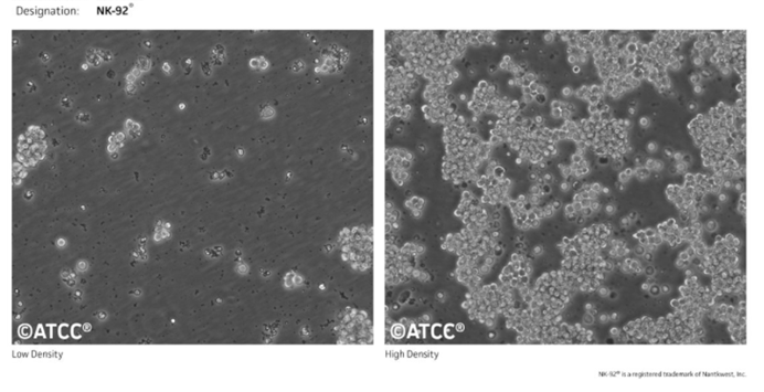 NK-92、NK-92MI、YT、NK细胞系培养合集来袭
