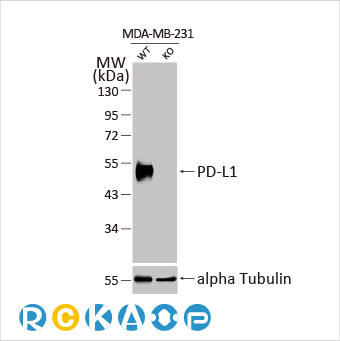 2025年末狂欢大放送，购买GeneTex抗体、京东礼品卡送给您