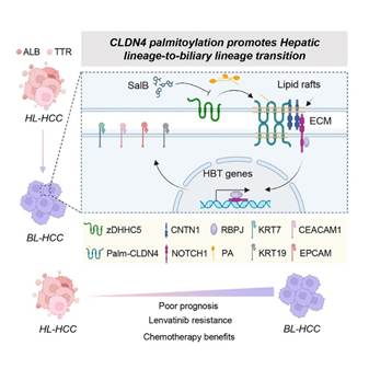从单细胞量化到空间解析:Tissue Cytometry技术赋能肝癌胆管样转化与耐药关联研究,为精准治疗提供新依据