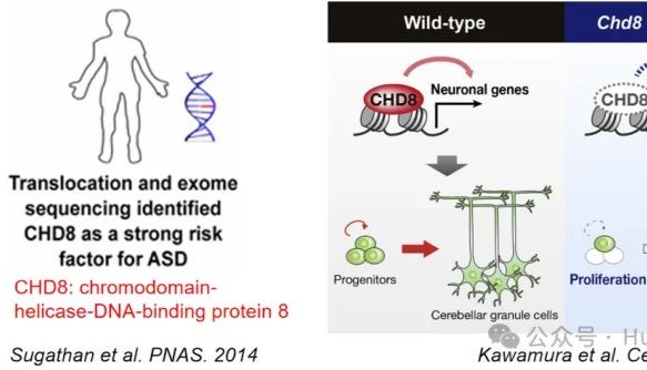 斑马鱼基因编辑技术“解码”自闭症，助力神经科学研究！