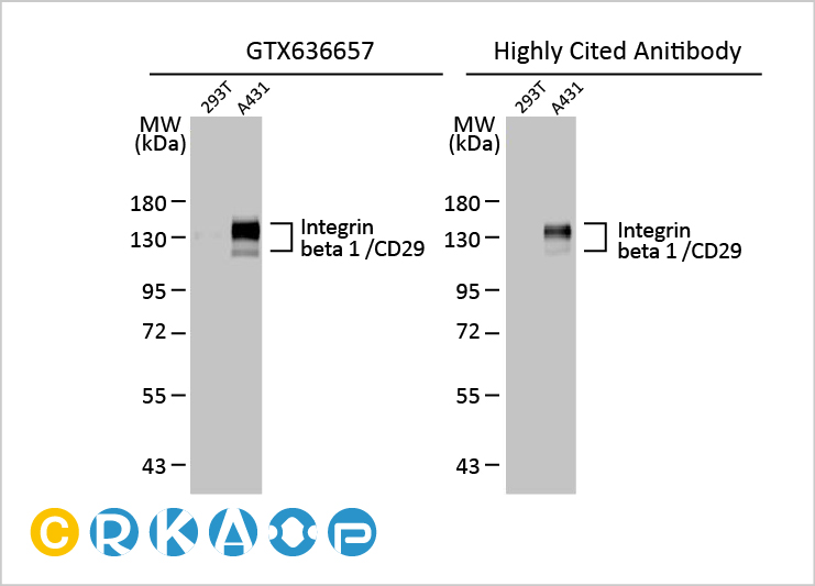 MDM2抑制剂在ELP1突变型Sonic Hedgehog髓母细胞瘤的治疗潜力