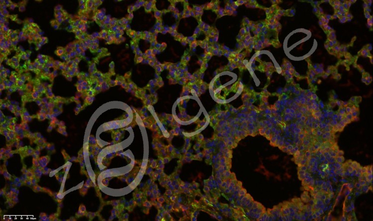 多色免疫荧光试剂盒