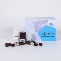 多色免疫荧光试剂盒