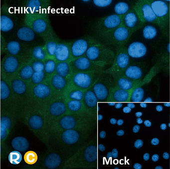 2025年末狂欢大放送，购买GeneTex抗体、京东礼品卡送给您
